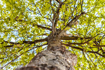 Fototapeta premium arbre florissant 