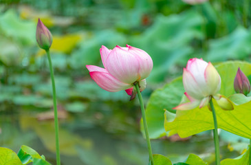 Pink lotus in summer green lotus leaves
