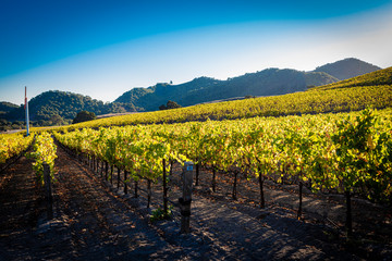 Fototapeta na wymiar A vineyard in central California