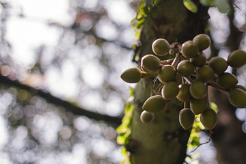 Durian flowers in a tropical garden in southern Thailand in Surat Thani.