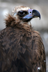 A portrait of a wild bird griffon vulture