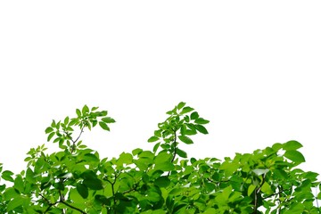 Fototapeta premium Tropical tree leaves with branches on white isolated background for green foliage backdrop 