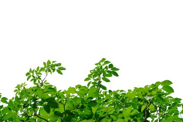 Tropical tree leaves with branches on white isolated background for green foliage backdrop 