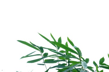 Asian bamboo plant with leaves branches on white isolated background for green foliage backdrop 