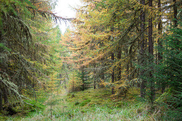 Autumn day in Scotland-72.dng