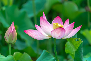 Obraz premium Pink lotus in summer green lotus leaves