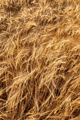 Beautiful field of cereals (wheat, barley, oats) dried and golden by the sun. Space to insert your text.