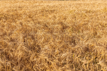 Beautiful field of cereals (wheat, barley, oats) dried and golden by the sun. Space to insert your text.