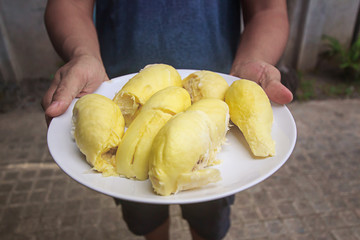 Asian farmers holding peeled durians, Put a delicious white dish, a king of fruits in Thailand and Asian fruits, shell and sweet can be bought at Thai street food and fruit markets at the farm.