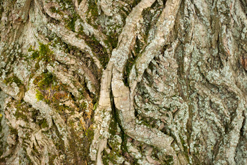 bark of a tree. Wood Background. The bark of an old tree.