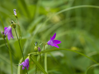 Campanula. Peter and Paul Park in Yaroslavl. Flowers in the oldest Park of the city.
