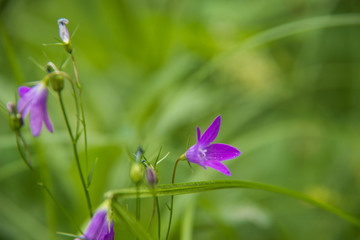 Campanula. Peter and Paul Park in Yaroslavl. Flowers in the oldest Park of the city.