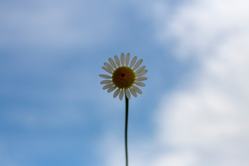 daisy in the blue sky