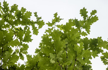 Fototapeta na wymiar Yaroslavl. oak leaves on a 200 year old tree