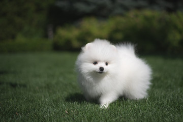 Little beautiful funny white dog German spitz puppy on green grass runs plays and sits