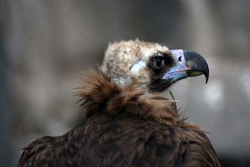 Griffon vulture wild bird portrait