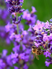 bee on lavender Flower  in a field filled with colours and fragrance no people stock photo