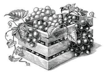 Antique engraving illustration of organic grapes in the basket black and white clip art isolated on white background,organic grapes branding inspiration