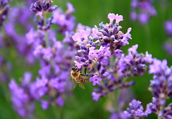 bee on lavender Flower  in a field filled with colours and fragrance no people stock photo