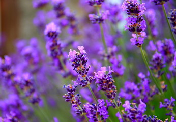 bee on lavender Flower  in a field filled with colours and fragrance no people stock photo