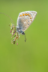 Beautiful nature scene with Common blue (Polyommatus icarus) . Macro shot of Common blue (Polyommatus icarus)  on the grass. Butterfly Common blue (Polyommatus icarus)  in the nature habitat.