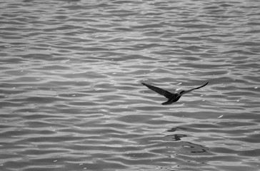 Holbox Caribbean Island in Mexico, home of rich birdlife, also part of the Yum Balam Biosphere Reserve. large diversity of birds Flamingos, cormorants, herons, frigate birds, pelicans and more birds