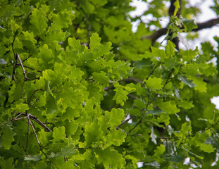 Yaroslavl. oak leaves on a 200 year old tree