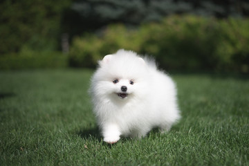 Little beautiful funny white dog German spitz puppy on green grass runs plays and sits
