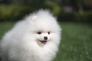 Little beautiful funny white dog German spitz puppy on green grass runs plays and sits