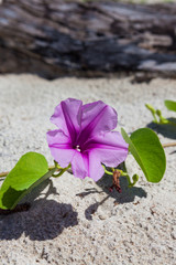 Beautiful purple flower at beach
