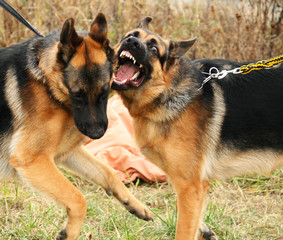 Two fighting german shepherd dogs