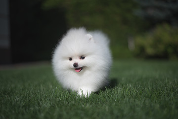 Little beautiful funny white dog German spitz puppy on green grass runs plays and sits