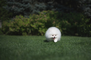 Little beautiful funny white dog German spitz puppy on green grass runs plays and sits