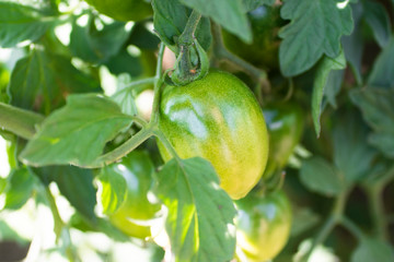 green tomatoes growing on the garden bed