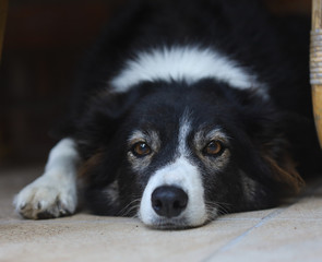 border collie lying flat
