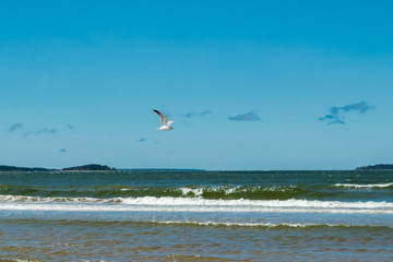 Beautiful sandy beach Yyteri at summer, in Pori, Finland