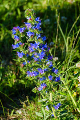 Gewöhnlicher Natternkopf Echium Vulgare, mit blauen Blüten auf einer Wiese