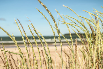 Fototapeta premium Beautiful sandy beach Yyteri at summer, in Pori, Finland
