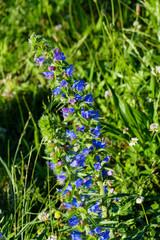 Gewöhnlicher Natternkopf Echium Vulgare, mit blauen Blüten auf einer Wiese