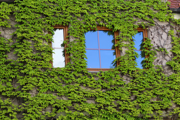 Green leaves of wild grapes weaving on a stone wall