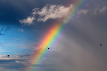 Fototapeta na wymiar Birds fly against the background of the colorful rainbow in the sky with clouds.