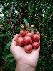 hand picking apples