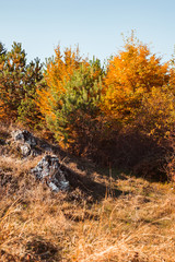 autumn landscape on sunny day