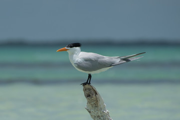 Photograph of a Royal tern taken in Holbox, Mexican Island