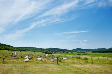 Rural scenery with gray oxens at Tihany near to Lake Balaton in Hungary