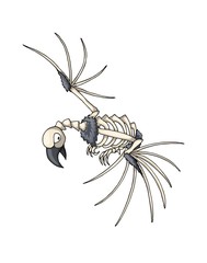 Bird skeleton. Isolated vector object on white background