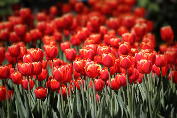 field of red tulips