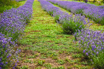 Fototapeta na wymiar flowering lavender on the bed