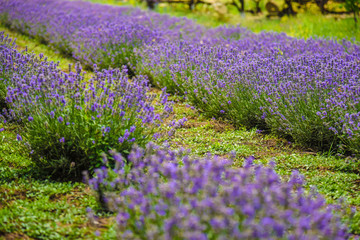Plakat flowering lavender on the bed