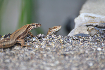 wall lizards looking at the camera